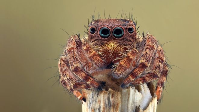 Örümcek korkusu olan Avustralyalı, cinayetten şüphelenen polisi alarma geçirdi