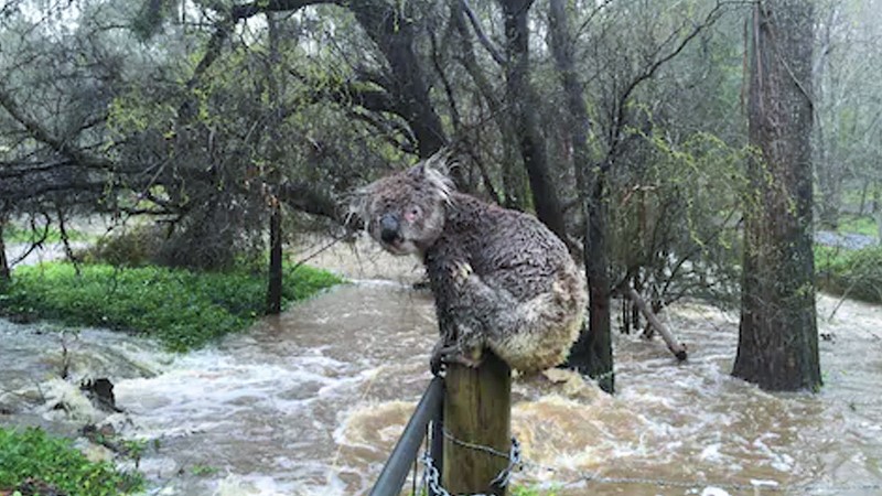 Koalaların dramı sürüyor:  Bir yandan yangın diğer taraftan sel