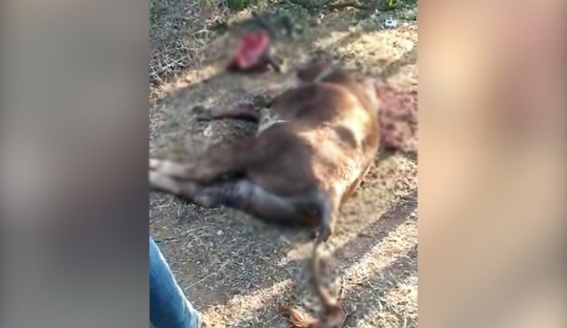 Diyarbakır’da köylüler darp edildi, helikopterden hayvanlar tarandı