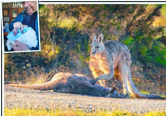 Eşinin cansız bedenini ve yavrusunu okşuyor: Kangurunun görüntüsü herkesi üzdü