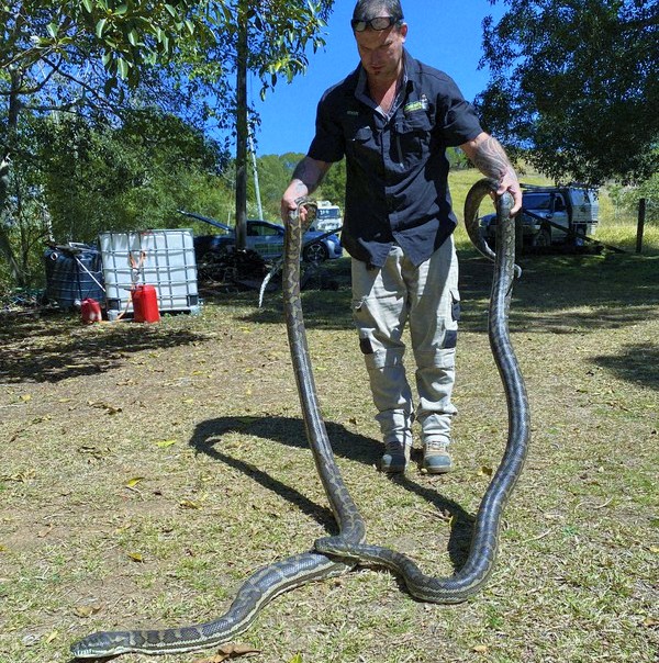 Queensland’de,  iki piton yılanı mutfak tavanını çökertti
