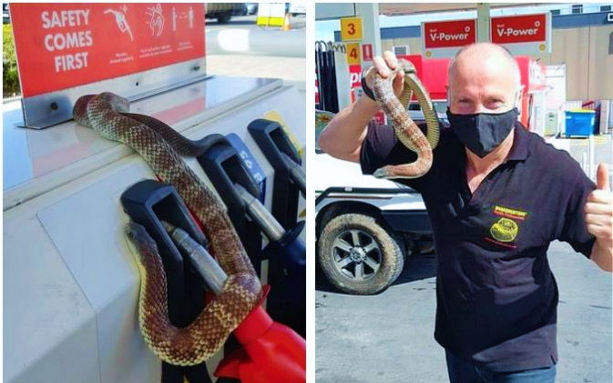 Herkesi şok etti: Benzinlikte ataçtan çıkan yılan petrol pompasına dolandı