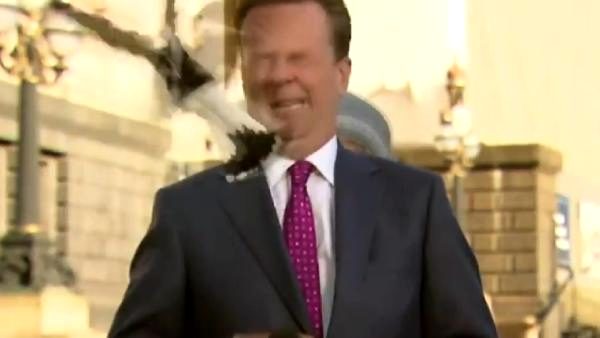 Bahar ayı dikkat: Saksağan, canlı yayında muhabirin yüzüne  saldırdı