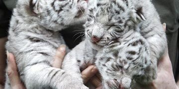 Nadir görülen beyaz kaplan yavruları Covid-19 nedeniyle öldü