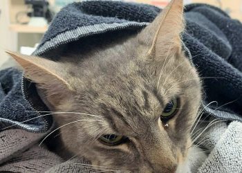 Sevimli ev kedisi, iki kardeşi yılan saldırısından kurtardı, sonra canından oldu