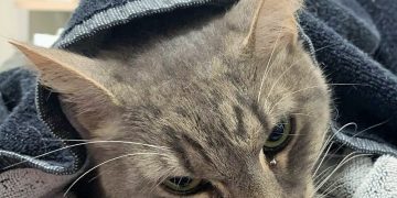 Sevimli ev kedisi, iki kardeşi yılan saldırısından kurtardı, sonra canından oldu