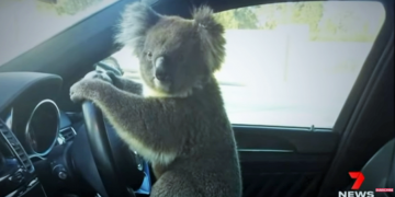 Koala önce zincirleme kazaya neden oldu sonra direksiyona  geçti