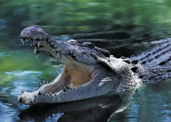 Queensland Eyaletinde, 4 metrelik timsahın midesinde insan kalıntısı bulundu
