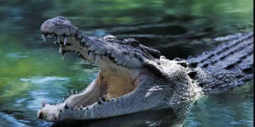 Queensland Eyaletinde, 4 metrelik timsahın midesinde insan kalıntısı bulundu