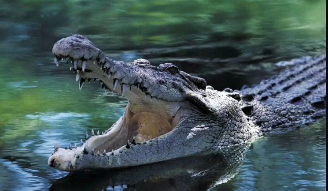 Queensland Eyaletinde, 4 metrelik timsahın midesinde insan kalıntısı bulundu