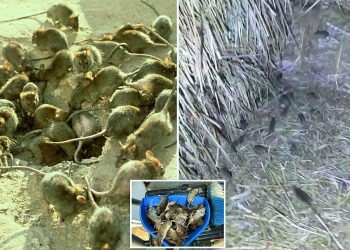 Şiddetli sel baskını olumsuz etkiledi: NSW ve Queensland Eyaletlerini milyonlarca fare bastı