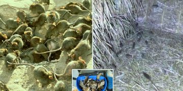 Şiddetli sel baskını olumsuz etkiledi: NSW ve Queensland Eyaletlerini milyonlarca fare bastı