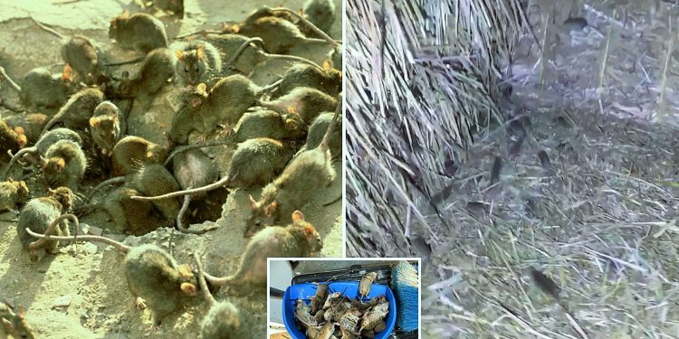 Şiddetli sel baskını olumsuz etkiledi: NSW ve Queensland Eyaletlerini milyonlarca fare bastı