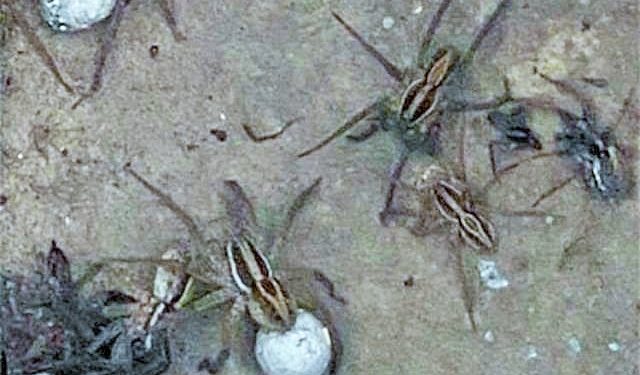 Sel felaketinden sonra, yüzlerce yılan ve zehirli örümcek evleri bastı