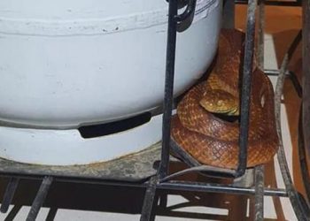 Sel felaketinden sonra, yüzlerce yılan ve zehirli örümcek evleri bastı