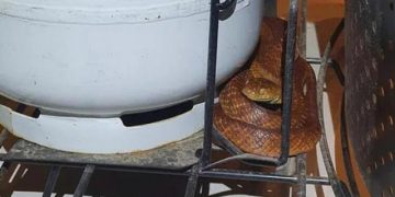 Sel felaketinden sonra, yüzlerce yılan ve zehirli örümcek evleri bastı