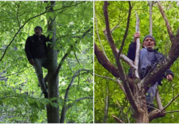 Yandaş Holding dere-tepe düz gidiyor: İkizdereliler, doğa katliamına ağaçlara çıkarak direniyor