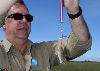 NSW ve  Queensland eyaletlerinde fare istilası