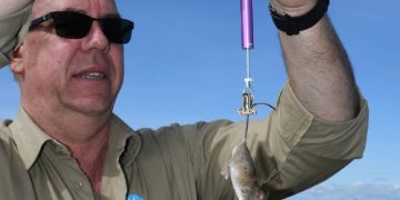 NSW ve  Queensland eyaletlerinde fare istilası