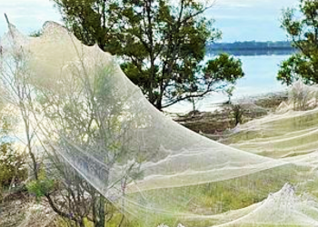 Victoria Eyaletinde sel bölgesini dev örümcek ağları kapladı