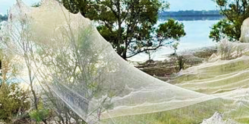 Victoria Eyaletinde sel bölgesini dev örümcek ağları kapladı