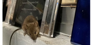 En büyük fare istilası: NSW Eyaleti’ndeki mahkumlar başka cezaevlerine nakledildi