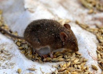 Dükkanlarda kapanlar tükendi:Avustralya’da farelerin istilasına karşı mücadele için çare aranıyor