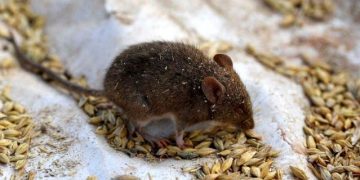 Dükkanlarda kapanlar tükendi:Avustralya’da farelerin istilasına karşı mücadele için çare aranıyor