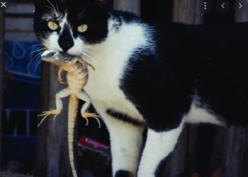 Karar vahşi yaşamı koruma amaçlı: Melbourne’de kedilerin sokağa çıkması yasaklanıyor