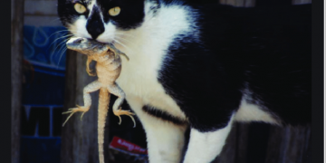 Karar vahşi yaşamı koruma amaçlı: Melbourne’de kedilerin sokağa çıkması yasaklanıyor