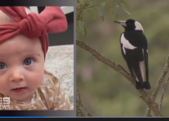Brisbane’de annesinin kucağında saksağan saldırısına uğrayan bebek öldü