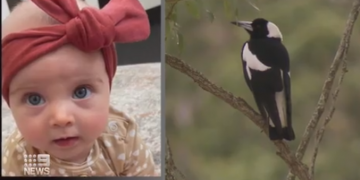 Brisbane’de annesinin kucağında saksağan saldırısına uğrayan bebek öldü