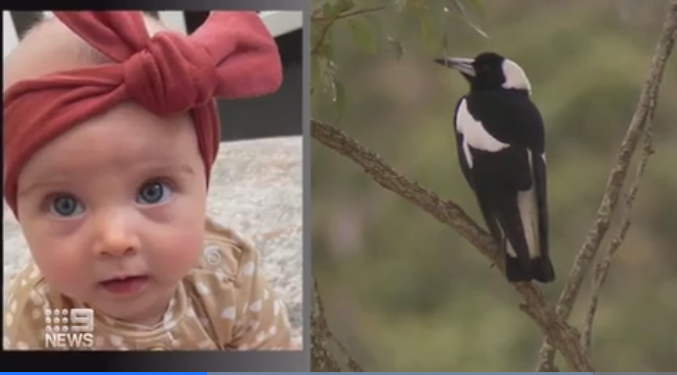 Brisbane’de annesinin kucağında saksağan saldırısına uğrayan bebek öldü