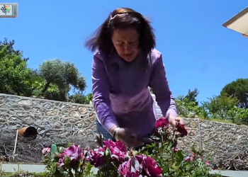 Tutuklu Savcı’nın KHK’lı Öğretmen eşi: Çocuk ve çiçek yetiştirdik, bize ‘terörist’ yaftasını yapıştıranlara aynen iade ediyoruz