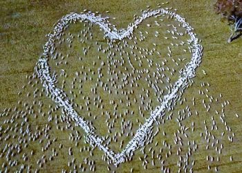 Covid nedeniyle cenazeye katılamadı: Queensland’deki teyzesi için binlerce koyunla kalp işareti