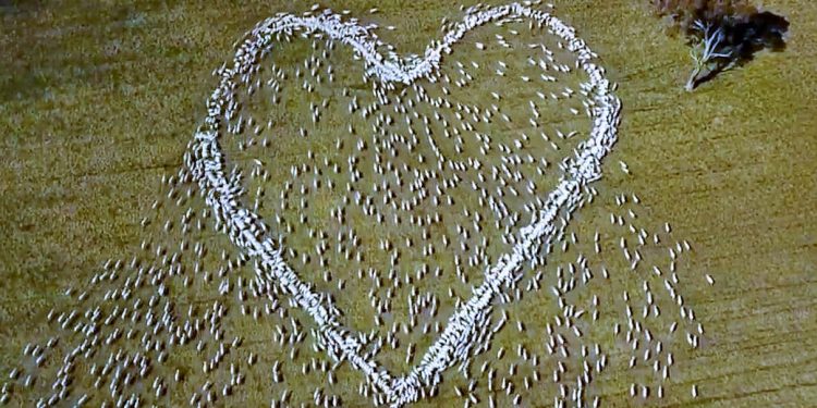 Covid nedeniyle cenazeye katılamadı: Queensland’deki teyzesi için binlerce koyunla kalp işareti