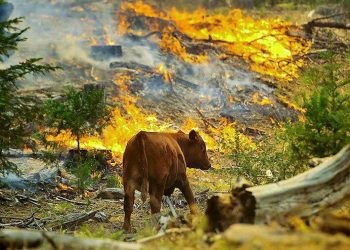 Dersim ve Şırnak’taki orman yangınları için tweet kampanyası