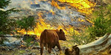 Dersim ve Şırnak’taki orman yangınları için tweet kampanyası