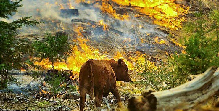 Dersim ve Şırnak’taki orman yangınları için tweet kampanyası