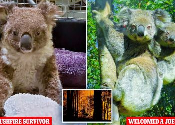 Tedavisi yapıldı: Avustralya yangınında ağır yara alan Ember ismi Koala yavrulandı