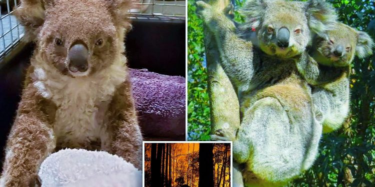 Tedavisi yapıldı: Avustralya yangınında ağır yara alan Ember ismi Koala yavrulandı