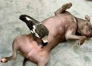 Köpeğin sütüyle yaşama tutundu: Avustralya’da Saksağan’ın köpekle arkadaşlı hikayesi medyada viral oldu