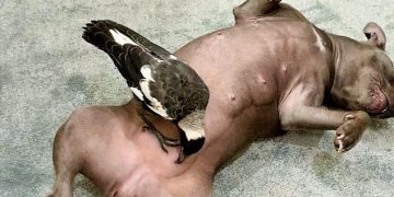 Köpeğin sütüyle yaşama tutundu: Avustralya’da Saksağan’ın köpekle arkadaşlı hikayesi medyada viral oldu