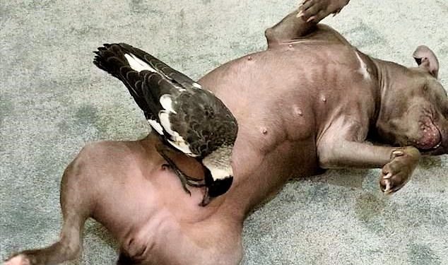 Köpeğin sütüyle yaşama tutundu: Avustralya’da Saksağan’ın köpekle arkadaşlı hikayesi medyada viral oldu