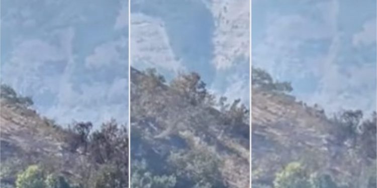 Tunceli’de yangından kaçan dağ keçileri görüntülendi