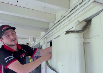 Evin ahşap duvarına saklanan dev piton kazasız şekilde yakalandı