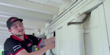 Evin ahşap duvarına saklanan dev piton kazasız şekilde yakalandı