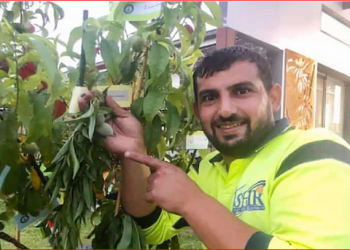 Iraklı göçmen, rekorlar kitabında: Avustralya’da bir ağaçta 10 farklı meyve yetiştirerek Guinness’e girdi