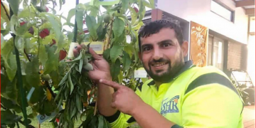 Iraklı göçmen, rekorlar kitabında: Avustralya’da bir ağaçta 10 farklı meyve yetiştirerek Guinness’e girdi