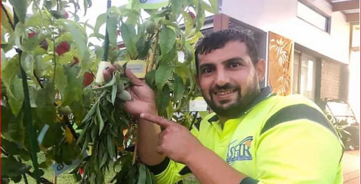 Iraklı göçmen, rekorlar kitabında: Avustralya’da bir ağaçta 10 farklı meyve yetiştirerek Guinness’e girdi